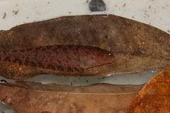 Gymnotiformes