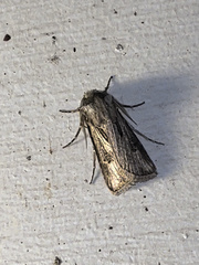 Agrotis gladiaria