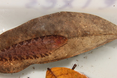 Gymnotiformes