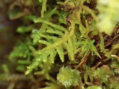 Claopodium crispifolium