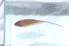 Gymnotiformes