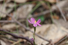 Thelymitra × irregularis