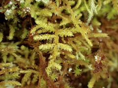 Claopodium crispifolium