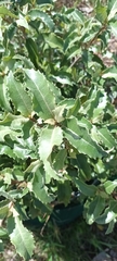 Olearia ilicifolia