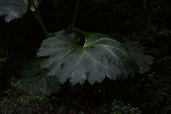 Gunnera manicata