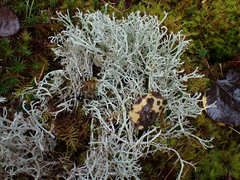 Cladonia portentosa