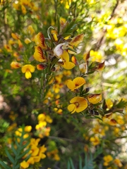 Eutaxia microphylla