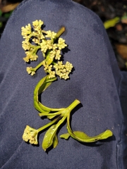 Nyctaginaceae