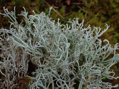 Cladonia portentosa