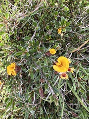 Bossiaea ensata