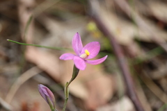 Thelymitra × irregularis