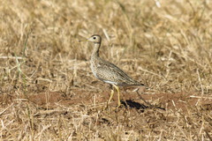 Bartramia longicauda