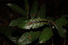 Parotostigmus