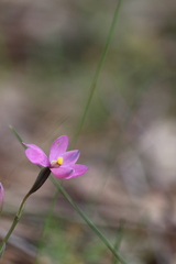 Thelymitra × irregularis
