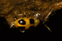 Cornulactica spinosa