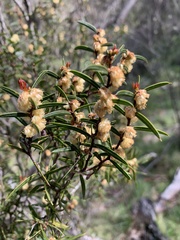Acacia siculiformis