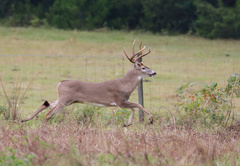 Odocoileus virginianus seminolus