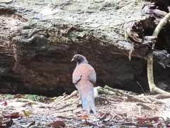 Polyplectron inopinatum