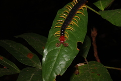 Parotostigmus