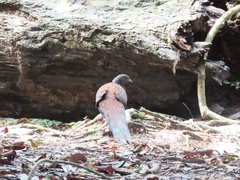 Polyplectron inopinatum