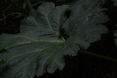 Gunnera manicata