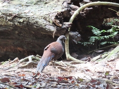 Polyplectron inopinatum