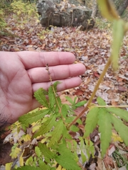 Agrimonia parviflora
