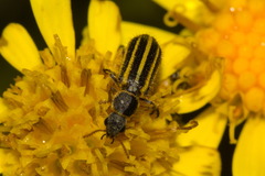 Astylus limbaticollis