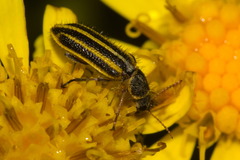 Astylus limbaticollis