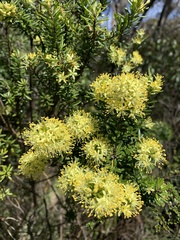 Leionema phylicifolium