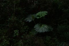Gunnera manicata