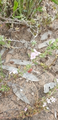 Frankenia foliosa