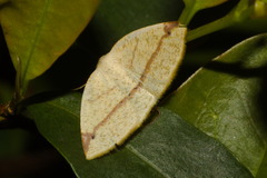 Microxydia orsitaria