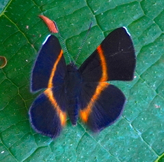 Parcella amarynthina