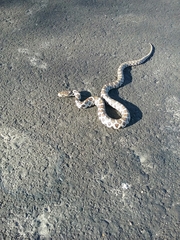 Pantherophis ramspotti