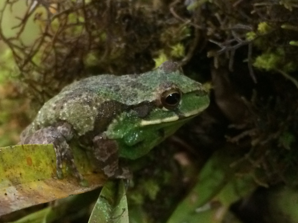 Tiny-Fingered Marsupial Frog