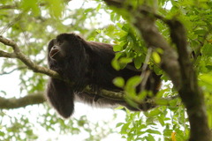 Alouatta caraya
