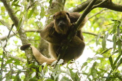 Alouatta caraya