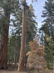 Pinus lambertiana