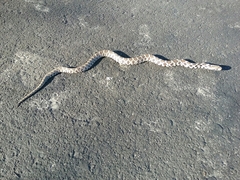 Pantherophis ramspotti