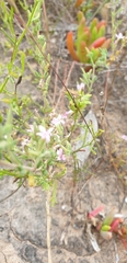 Frankenia foliosa