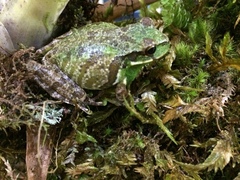 Gastrotheca microdiscus