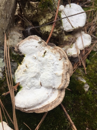 Trametes cubensis
