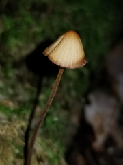 Entoloma quadratum