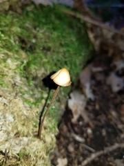 Entoloma quadratum