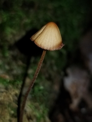 Entoloma quadratum