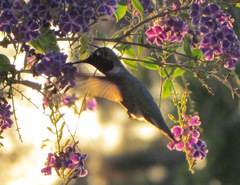 Calypte anna