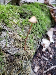 Entoloma quadratum