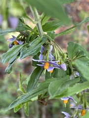 Solanum valdiviense