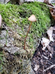 Entoloma quadratum